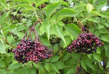 Holunderbeeren