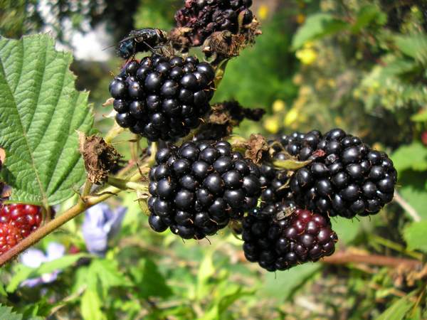 Brombeere