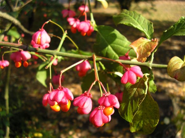 Pfaffenhütchen